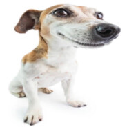 Джек Рассел