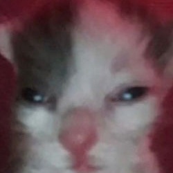 Дима Диронов