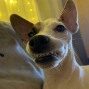 Johnny silverplunger