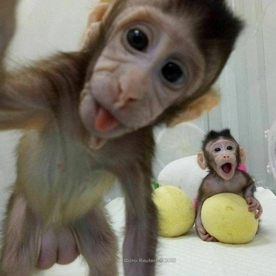 Novozelandec Ultramegaspirtnoy