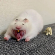 Сладкая Крыса