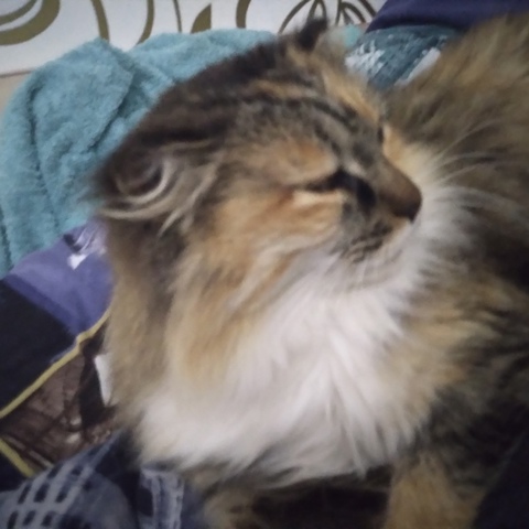 Гайн Рослинг