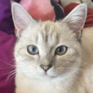 Кот(1)